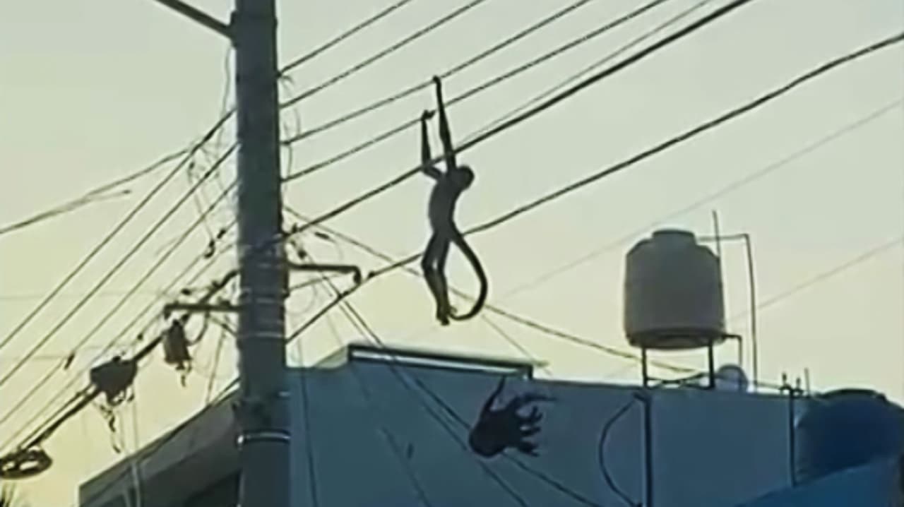 Mono araña recibe descargas eléctricas en vecindario de México; su especie está en peligro de extinción