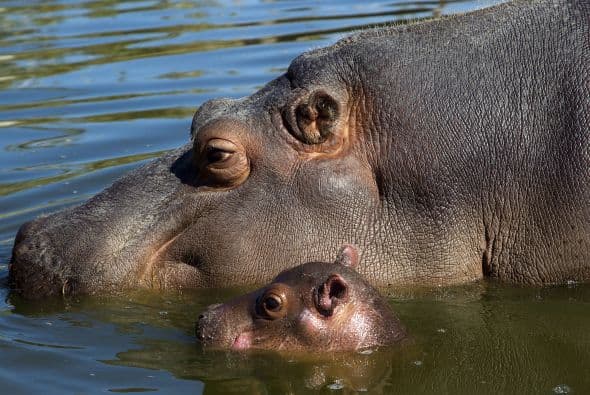 Y aunque es el más buscado, este pequeño 'hippo' no es el único bebé de la especie en el país.