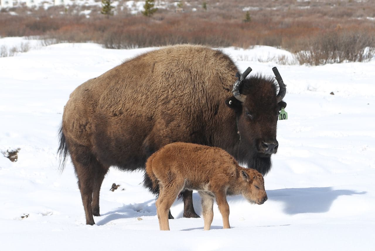 Nacen los primeros bebés bisonte en el Parque Nacional de Canadá en 140 años