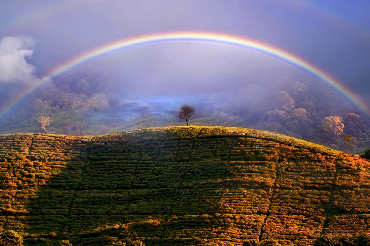 <b>‘Arcoiris brumoso’</b>
<br>
<br>Esta foto finalista fue tomada en los campos de té de Tangerang Selatang, Indonesia. “Los arcoíris se producen debido a la refracción y el reflejo de la luz solar por las gotas de agua en la atmósfera. Este proceso dispersa la luz blanca en los siete colores que la componen, que vemos como el arco iris”, explica la Sociedad Real de Meteorología. 
<br>
<br>“También es visible en la imagen un fenómeno conocido como 'supernumerarios': las bandas adicionales de color tenue en el borde interior del arco iris”, añadió. 
<br>