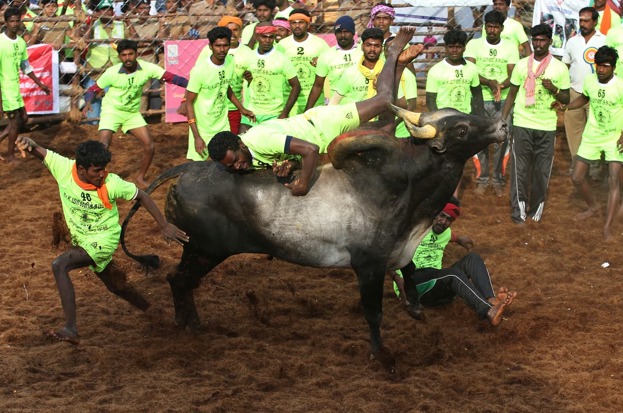 Los domadores exitosos ganan importantes premios como monedas de oro, motocicletas y hasta un automóvil.