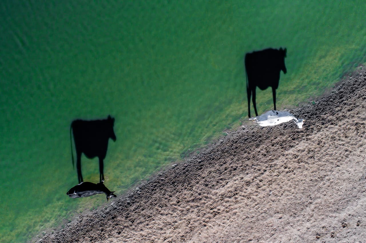Dos vacas en una orilla proyectan gigantescas sombras flotantes. Finalista - categoría Creatividad.