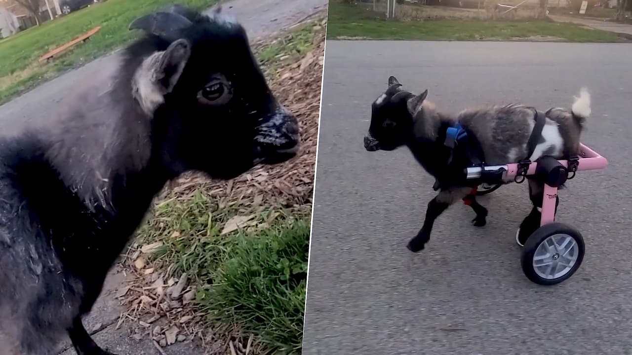 Esta cabra bebé pudo volver a caminar gracias al ingenio de sus cuidadores: su historia te conmoverá