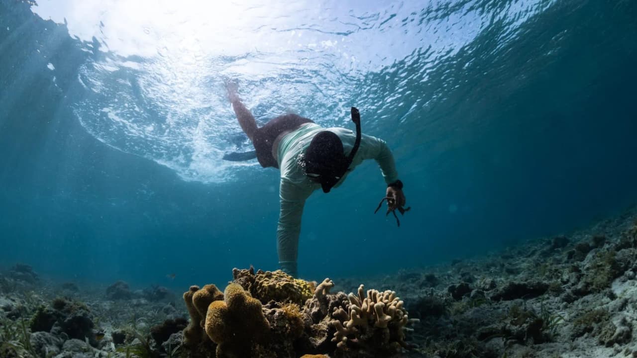 Los corales 3D se colocan en áreas específicas alrededor de Culebra, como Punta Tampico y Punta de Maguey, para maximizar su impacto en la restauración del arrecife.