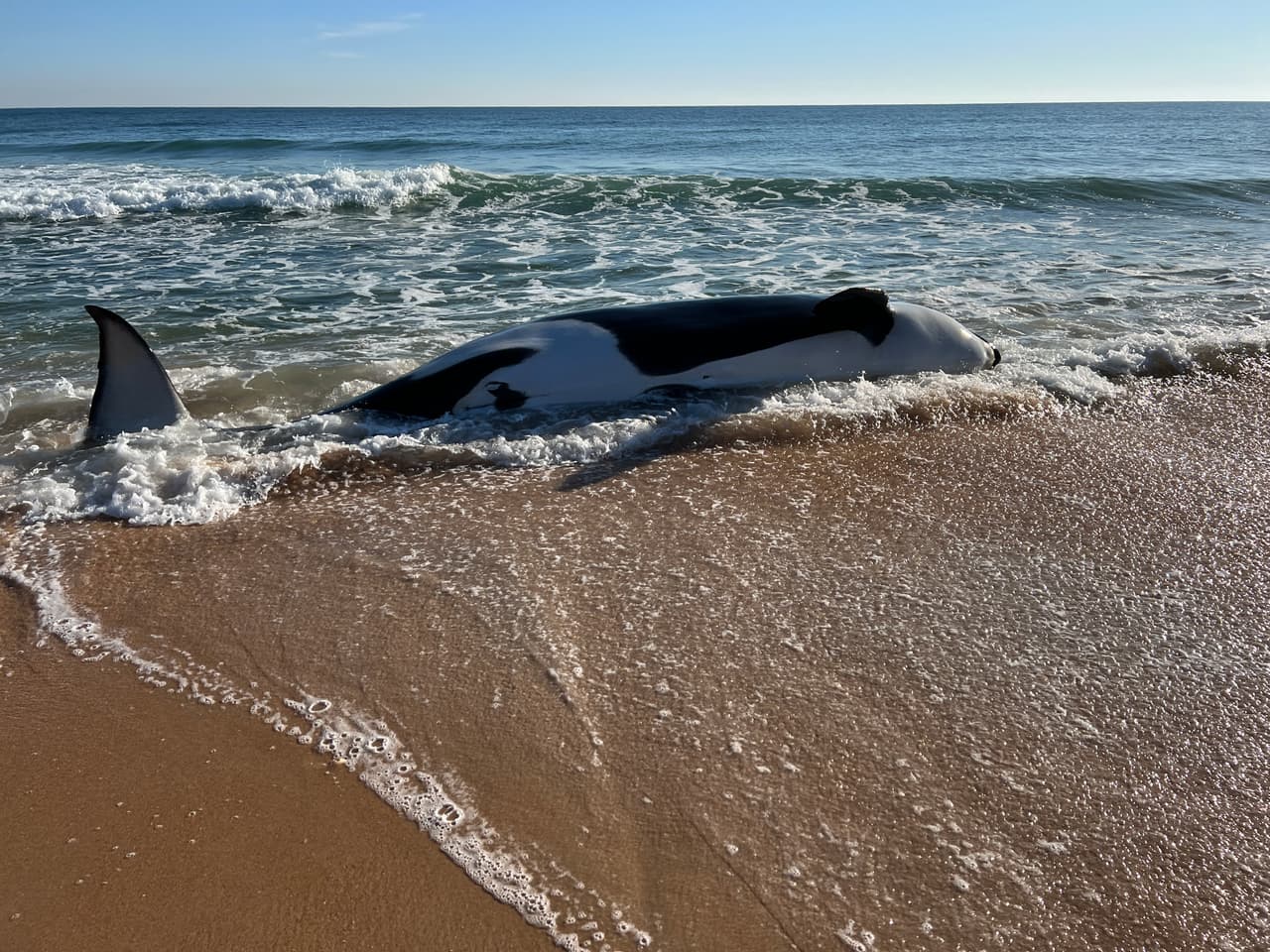 La ballena asesina de más de 7,000 libras de peso y 21 pies de largo fue localizada la mañana del 11 de enero al sur de Jungle Hut Park en Palm Coast, de acuerdo con informes iniciales del Alguacil del condado Flagler. La Administración Nacional Oceánica y Atmosférica señaló a través de un comunicado que la ballena era una hembra de edad adulta y que no tenía algún indicio de interacción con humanos o golpes, además se detectaron algunos "signos de enfermedades". Los detalles de la causa de la muerte de la ballena asesina que apareció en la costa de Florida serán dados a conocer una vez que se concluya la necropsia y los estudios de laboratorios correspondientes.