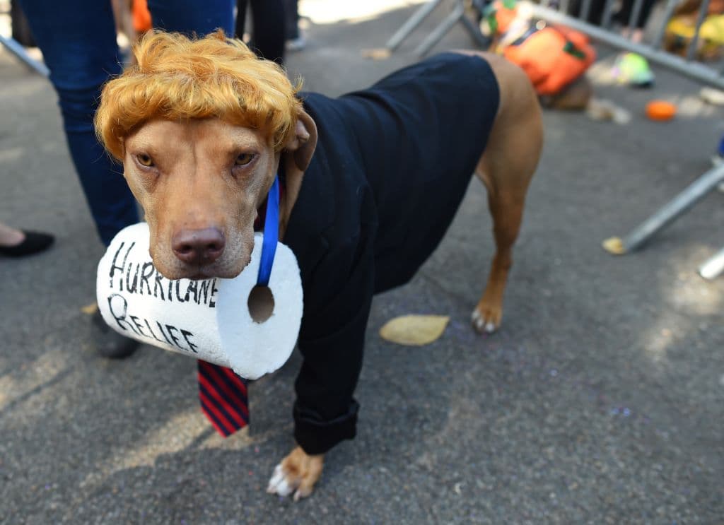 Este perro está disfrazado de Donald Trump en alusión a la visita del presidente a Puerto Rico que desató críticas, entre otros aspectos, por lanzar rollos de papel toalla a víctimas del huracán María.