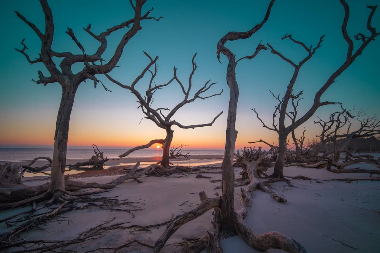 <b>Driftwood Beach</b>
<br>Sitio web: 
<a href="https://www.jekyllisland.com/activities/beaches/driftwood-beach/">https://www.jekyllisland.com/activities/beaches/driftwood-beach/</a> 
<br>
<b><a href="https://goo.gl/maps/P1SBGhntbVVQ9nCh7">Cómo llegar</a> </b>
<br>
<br>Driftwood Beach es un escape a otro mundo. Antiguos monumentos de madera a la deriva se alinean en el paseo marítimo, creando un telón de fondo inolvidable. Esta playa también está considerada entre las mejores del país y del mundo para visitar, según 
<b><a href="https://www.tripadvisor.com/TravelersChoice-Beaches">TripAdvisor</a></b>.