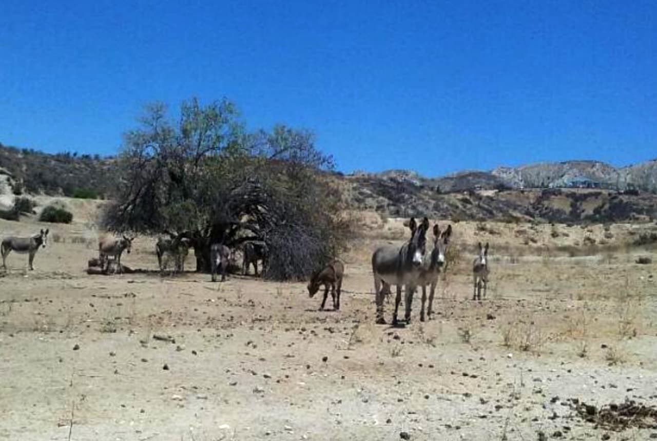 Los burros silvestres se han adaptado a la presencia de personas.