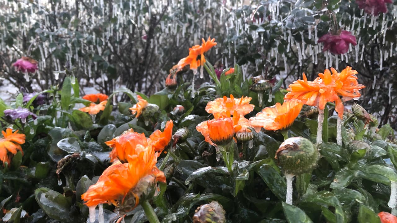 Las flores y arbustos quedaron cubiertos por una gruesa capa de hielo, un fenómeno que no es común en el área de Houston.