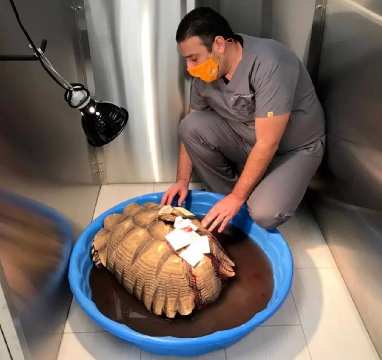 Los oficiales descubrieron que 'Michelangelo' había sido apuñalado con un pedazo de madera que atravesó su caparazón, además de presentar heridas consistentes con abuso animal.