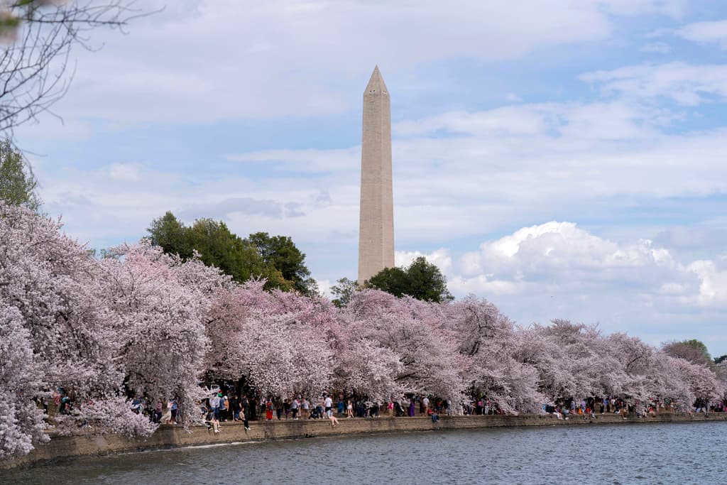 El Servicio de Parques Nacionales en Washington, D.C. tiene bajo su cuidado más de 21,000 'cherry blossoms', pero los más populares son los aproximadamente 3,700 que viven en las cercanías del National Mall, como es la zona de embalse artificial conocido como Tidal Basin.