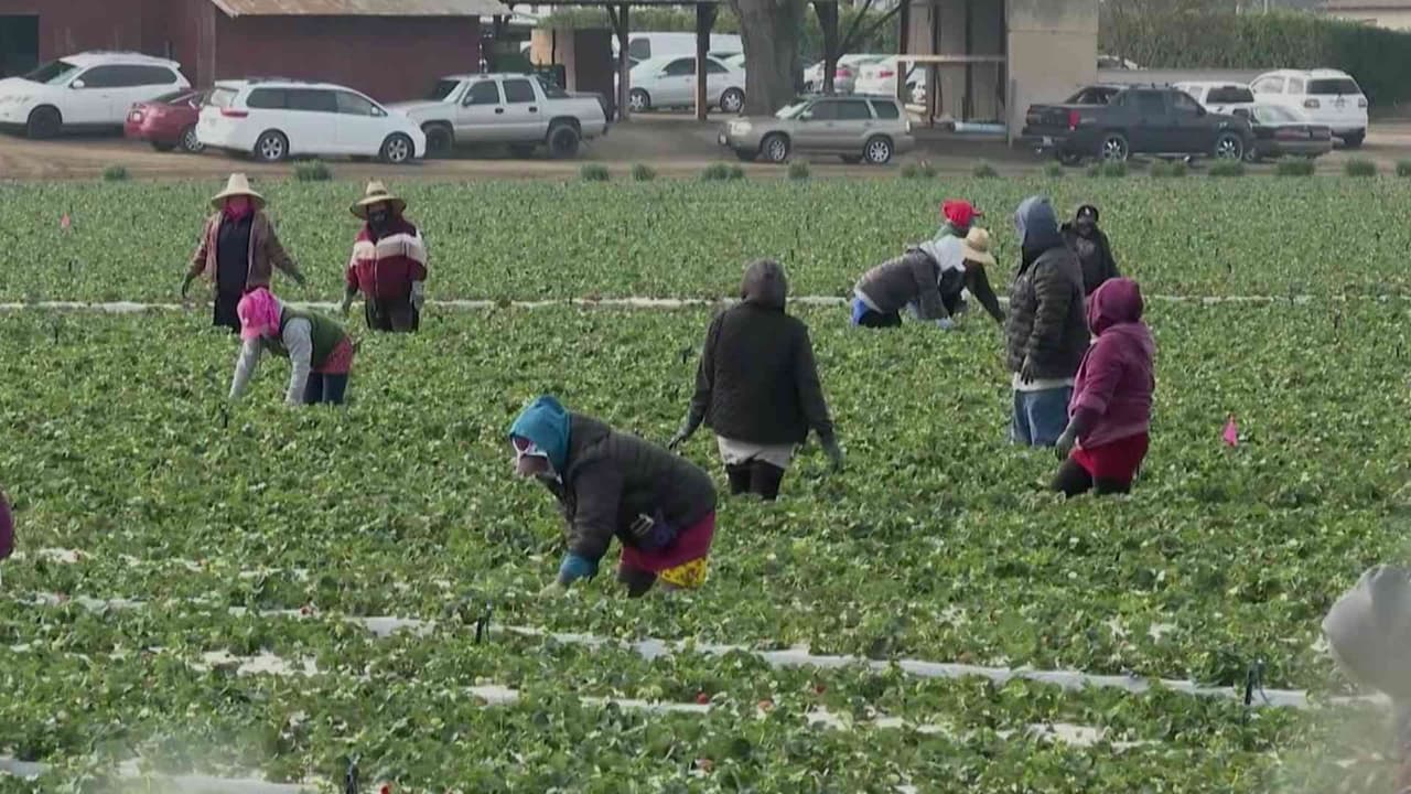 Redadas aumentan el miedo entre trabajadores agrícolas en EEUU