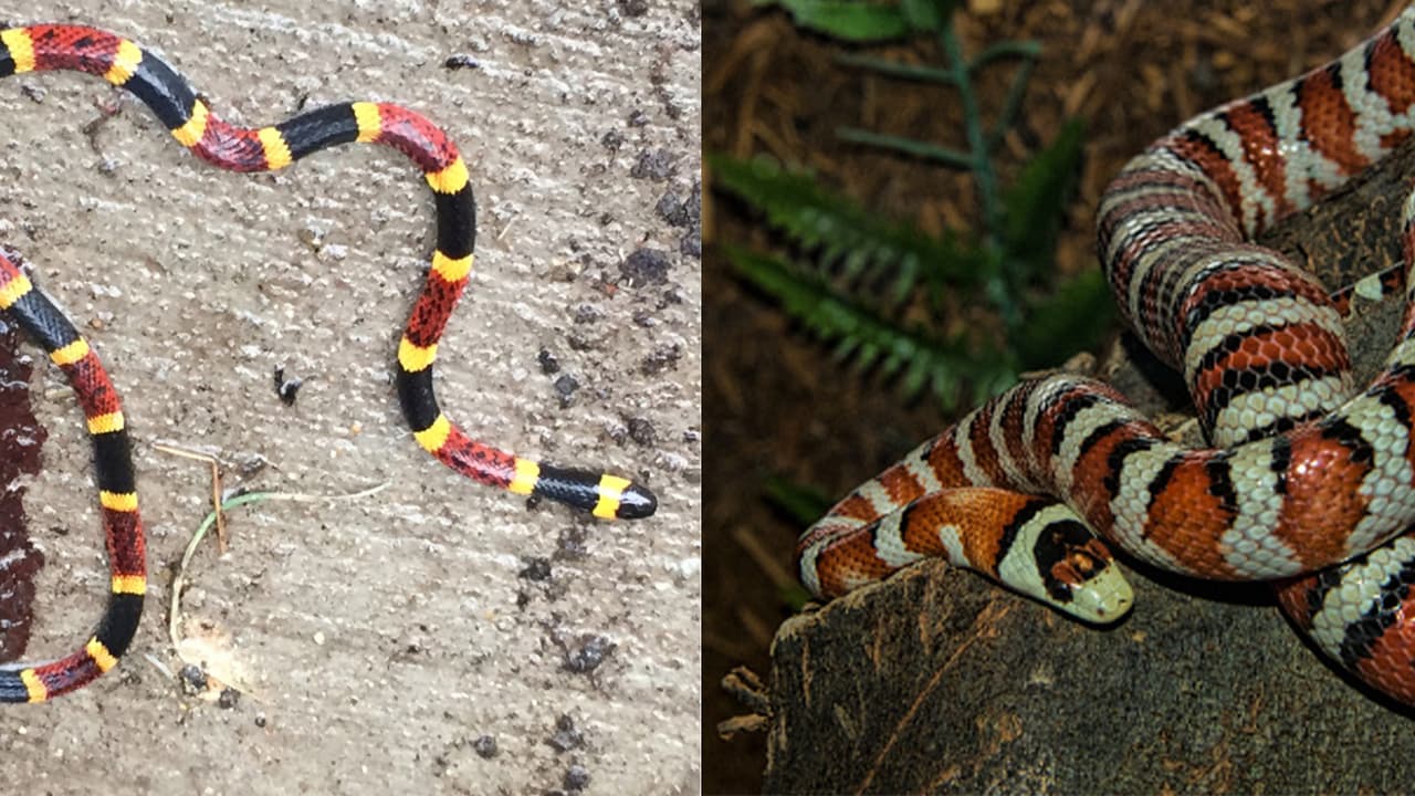 Muchas veces es confundida con las king snake, que no son venenosas. Las king snake tienen bandas de colores similares aunque en una disposición diferente.
