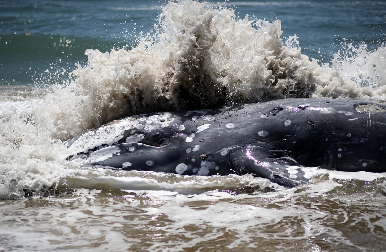 <a href="https://www.univision.com/local/san-francisco-kdtv/por-que-siguen-apareciendo-ballenas-muertas-en-california-los-cientificos-creen-tener-la-explicacion-fotos-fotos" target="_blank">Debido a la escasez de alimento</a> no pueden completar la migración hacia el norte desde Baja California, México, hasta Alaska, donde pasan el verano. Se detienen por más tiempo en la mitad del trayecto con la esperanza de encontrar alimentos para seguir con el resto de su viaje.
<br>