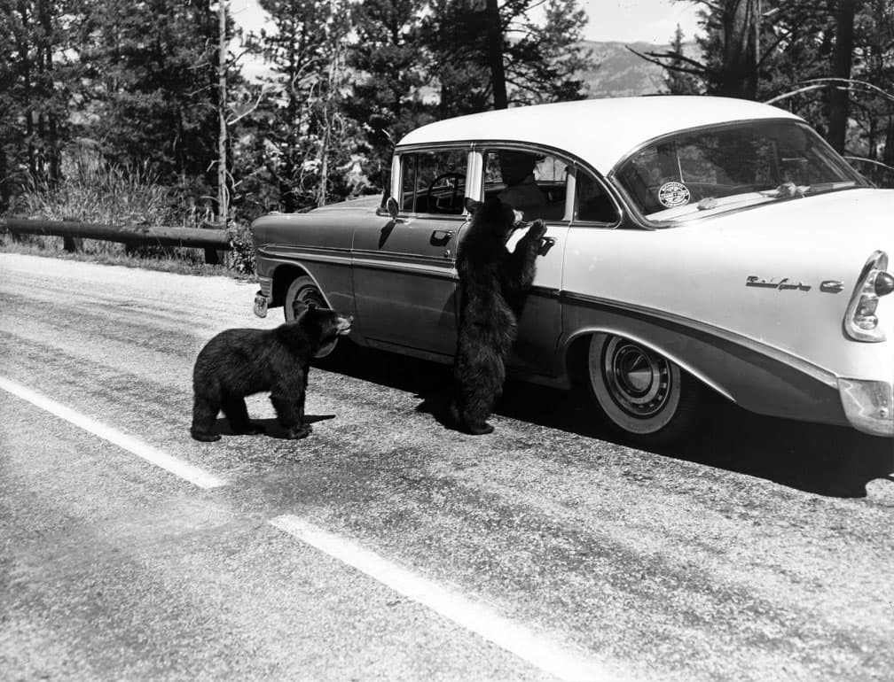 Un par de osos pide comida a turistas en su carro en las rutas del Parque Nacional Yellowstone. Imagen capturada en 1958.