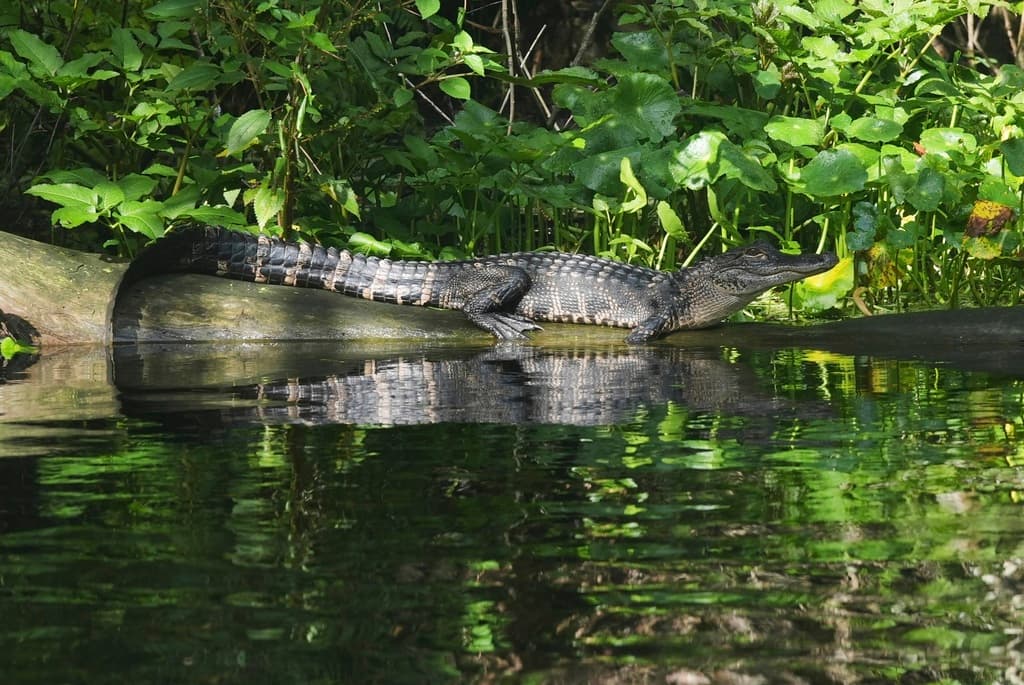 Florida azul en peligro: casi todos sus manantiales están contaminados