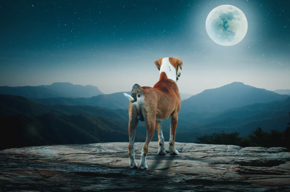 ¿Por qué siempre se hace hincapié en la primavera y no en el otoño en el hemisferio sur? Recuerden que la gran parte de la población vive en el hemisferio norte, con América del Norte, Central y por encima del Ecuador. Toda Europa, China, la parte superior de Asia, con mucha historia y tradición. Por eso casi siempre se habla del equinoccio de primavera, aunque también hablamos del hemisferio sur.