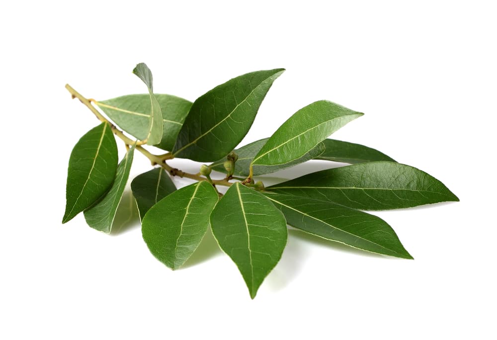 Es por eso que el laurel es un ingrediente básico para un ritual de bendiciones en Semana Santa, pues nos ayudará a alejar todo lo malo que nos quiera hacer daño y atraerá las bendiciones que tanto necesitamos estos días.