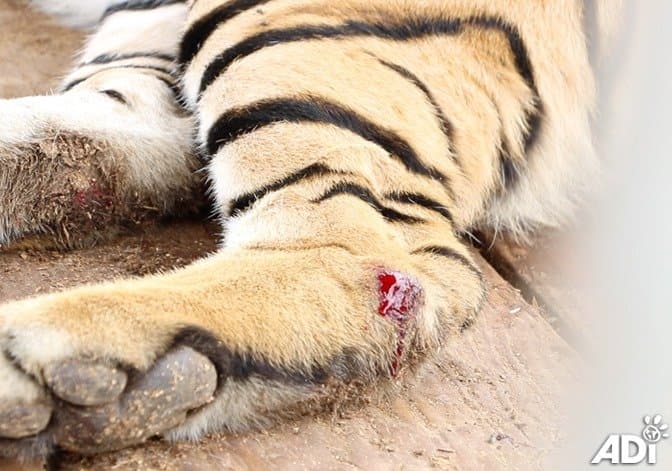 Los miembros de los defensores de animales tuvieron que detener a un trabajador del circo que estaba golpeando y aterrorizando en dos oportunidades a Kimba.