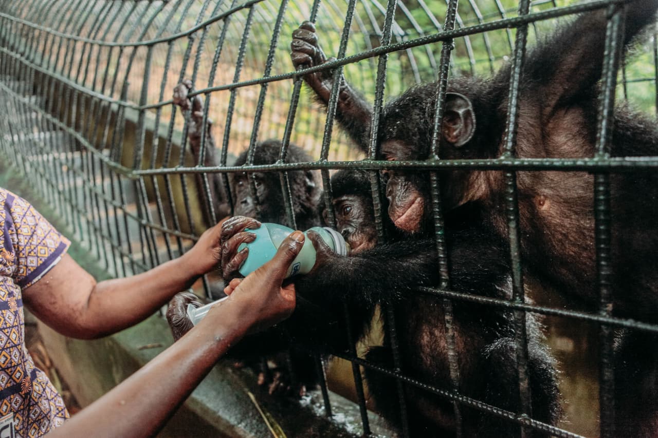 Después de un período de hasta seis años bajo el cuidado de sus madres biológicas o sus cuidadores mujeres, los bonobos ya se han convertido en animales independientes y están listos para la transición al santuario natural de la zona, donde son rápidamente adoptados por el resto de la población de bonobos.