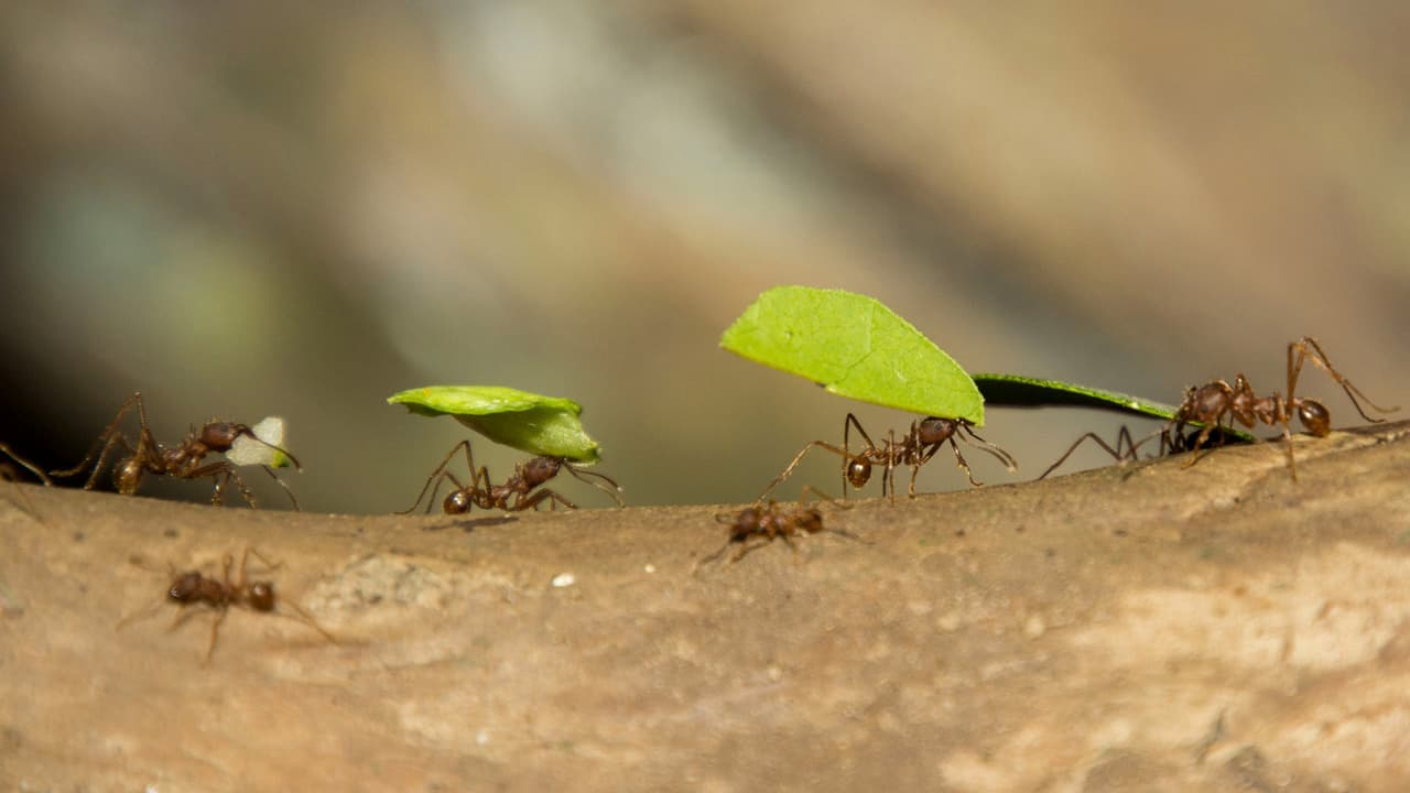 Los Encuentros Naturales de Carruth, la Casa de Reptiles y Anfibios, la Casa de Insectos y el Edificio de Llegada de Gorilas en el Bosque Africano también se abrirán a los visitantes.