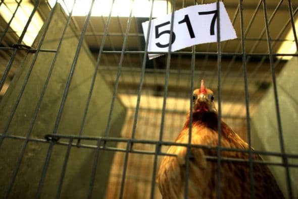 Pájaros se muestran en jaulas en el Royal Bath and West Mostrar en el día de la inauguración de la feria en Inglaterra.