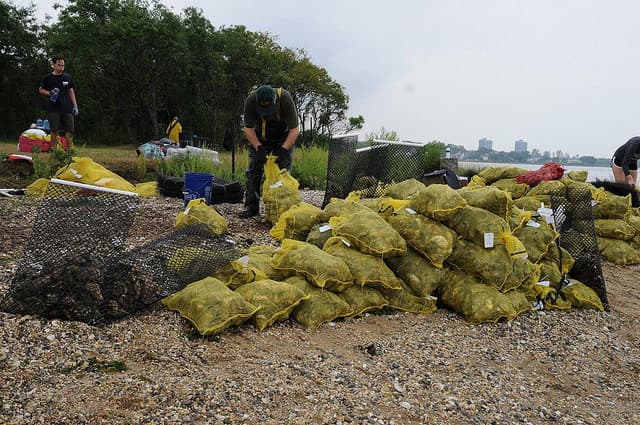 Las ostras limpian las aguas, ayudan a prevenir erosión, protegen los humedales y forman una barrera contra las tormentas.
