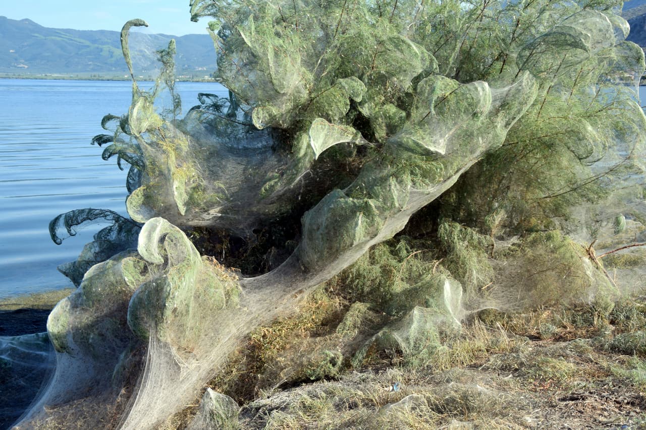 Chatzaki explicó que las araña tetragnatha “son de un tamaño muy pequeño, pero capaces de hacer tejidos muy grandes”.