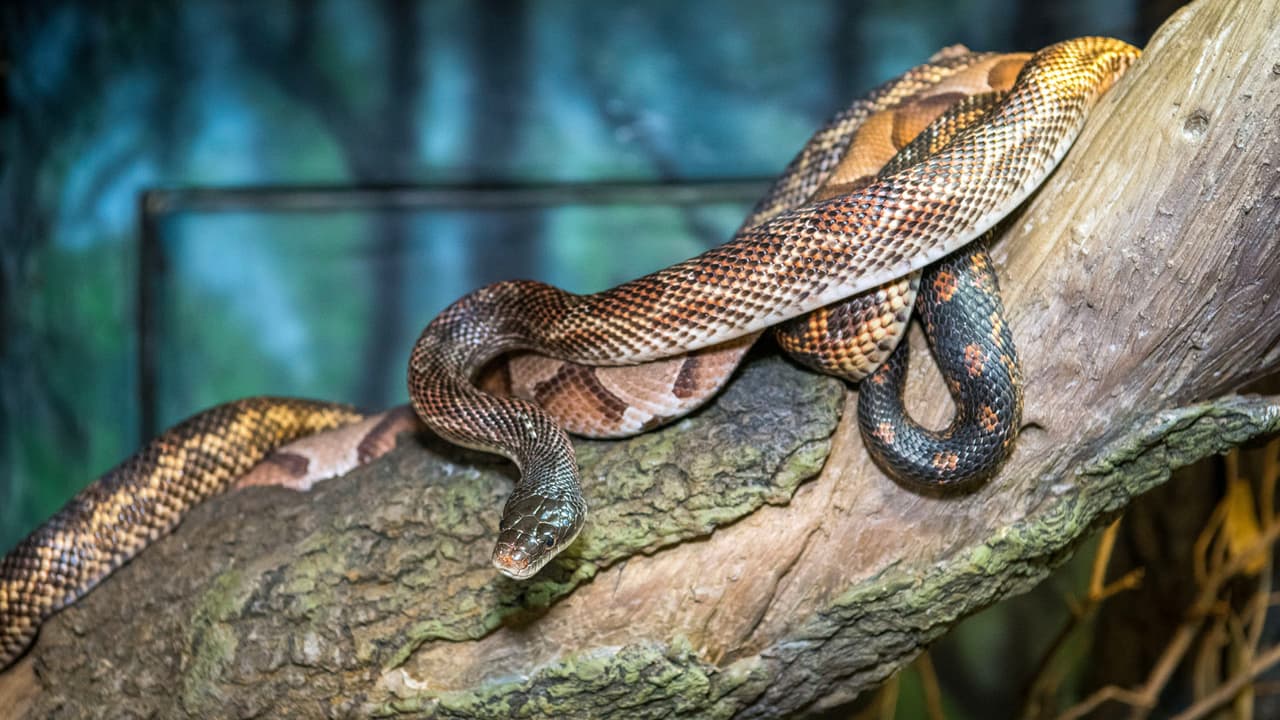 Visitantes y miembros deben comprar o reservar los boletos en línea antes de visitar el zoológico.
