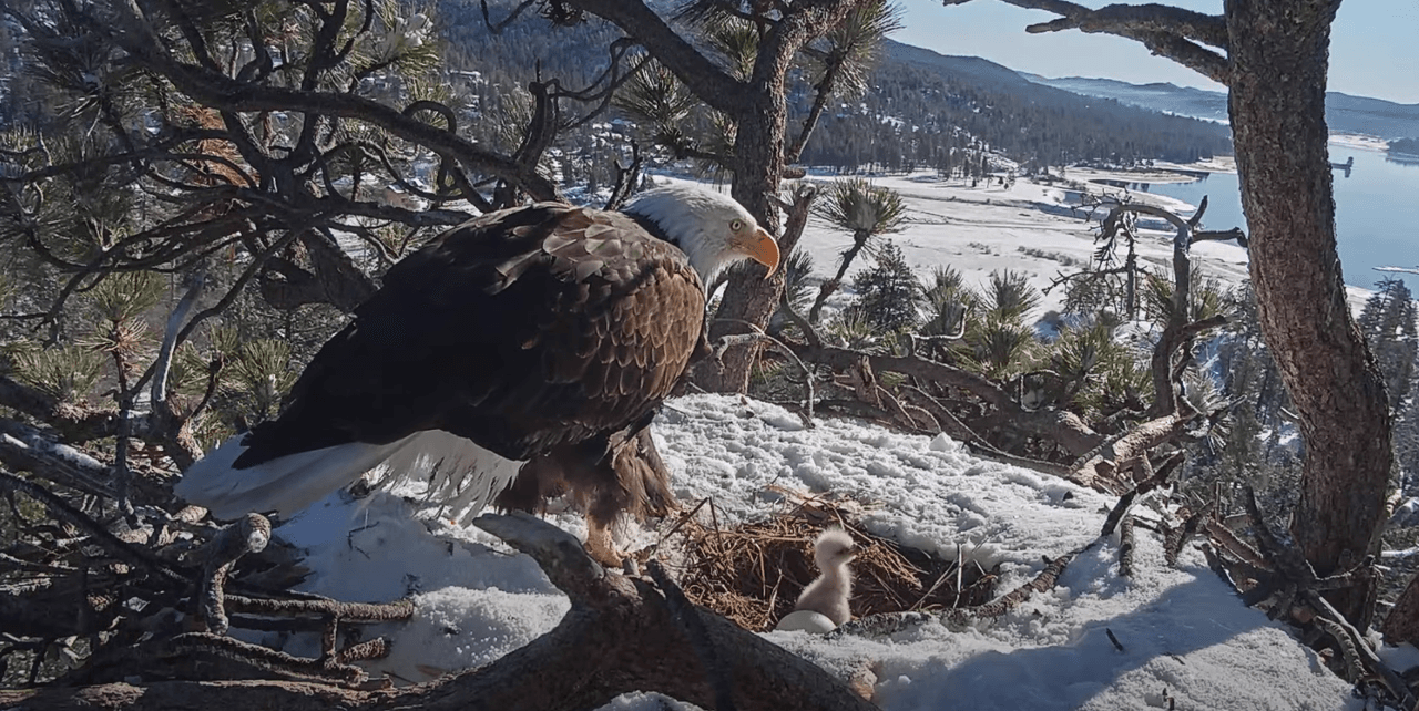 El polluelo de tres días de nacido aún no tiene nombre, sin embargo, se espera que el grupo, Friends of Big Bear Valley lo anuncie en los próximos días.
