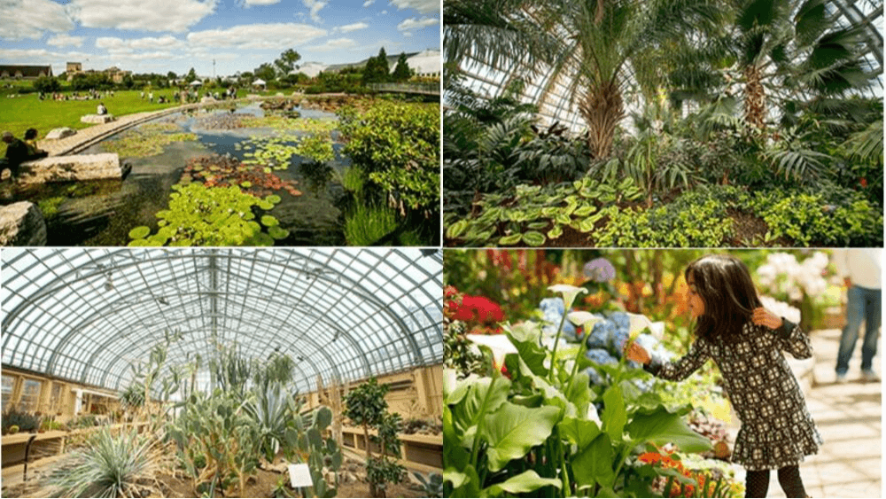 Para quienes buscan conectar con la naturaleza, pueden hacerlo también en el Conservatorio de Garfield Park, ubicado en 300 N. Central Park Ave.