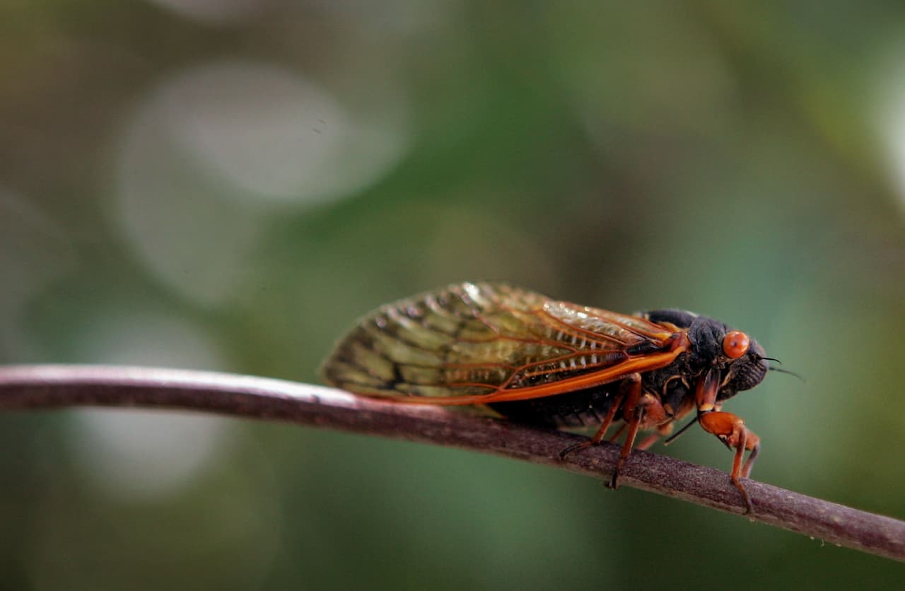 WILLOW SPRINGS, IL - JUNE 11: A cicada sits on a twig in a forest preserve June 11, 2007 in Willow Springs, Illinois. The cicada is one of millions in the area that have emerged from the ground and taken to the trees during the past couple of weeks, part of a 17-year hatch cycle. (Photo by Scott Olson/Getty Images)