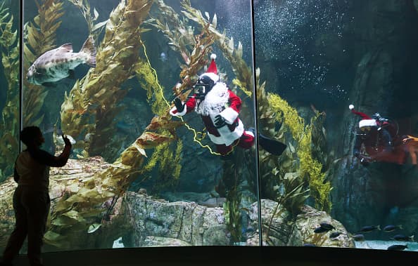 Además de Santa, nuevos amigos llegan al gran centro de conservación y exhibición de vida marina del sur de California.