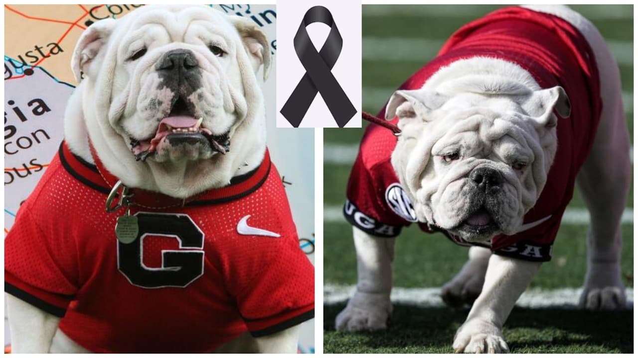 Uga X, la mascota retirada de los Georgia Bulldogs, falleció a los 10 años de edad