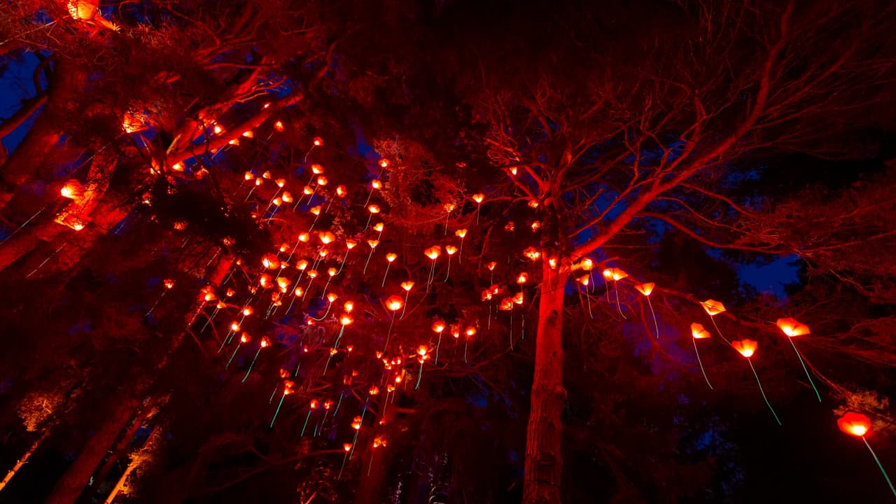 En el paisaje de luces estarán participando varios artistas, en distintas fechas. 
<b>Taylor Swift, Elton John, Philip Glass y el coro folclórico ucraniano Viter</b> son algunos de los invitados que estarán musicalizando el recorrido.