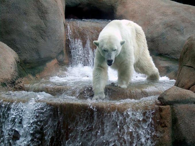 Sacrifican a la osa polar en cautiverio más vieja de EU