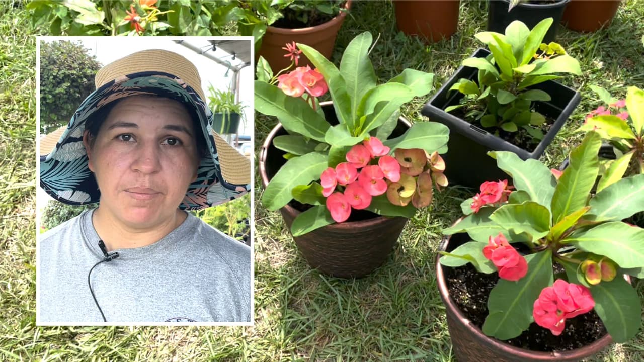 En la 
<b>ola de calor es común que nuestras plantas se mueran</b>, así que entrevistamos a Rufina Vargas, quien cuida y vende plantas para el vivero Vargas, para que nos diga cómo cuidarlas y cuáles pueden resistir al sol.