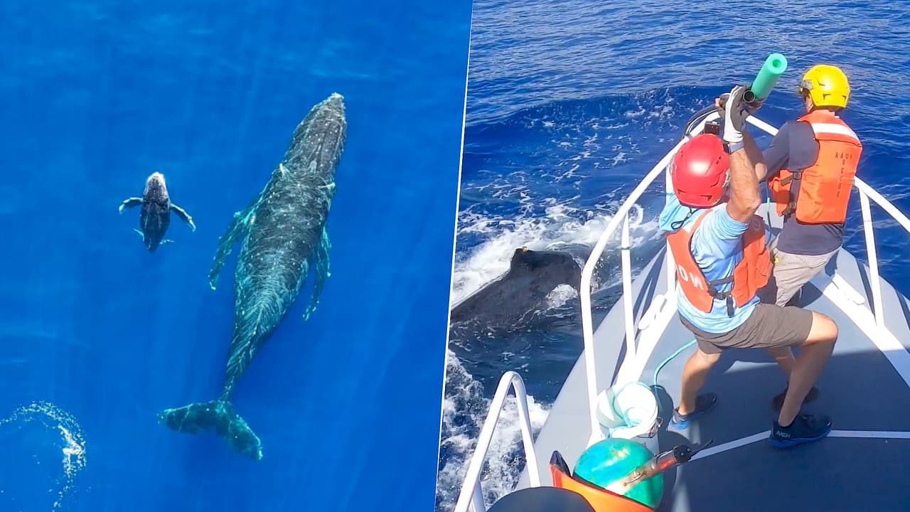 Video: el rescate de esta mamá ballena y su cría en peligro te recordará que aún existe la bondad