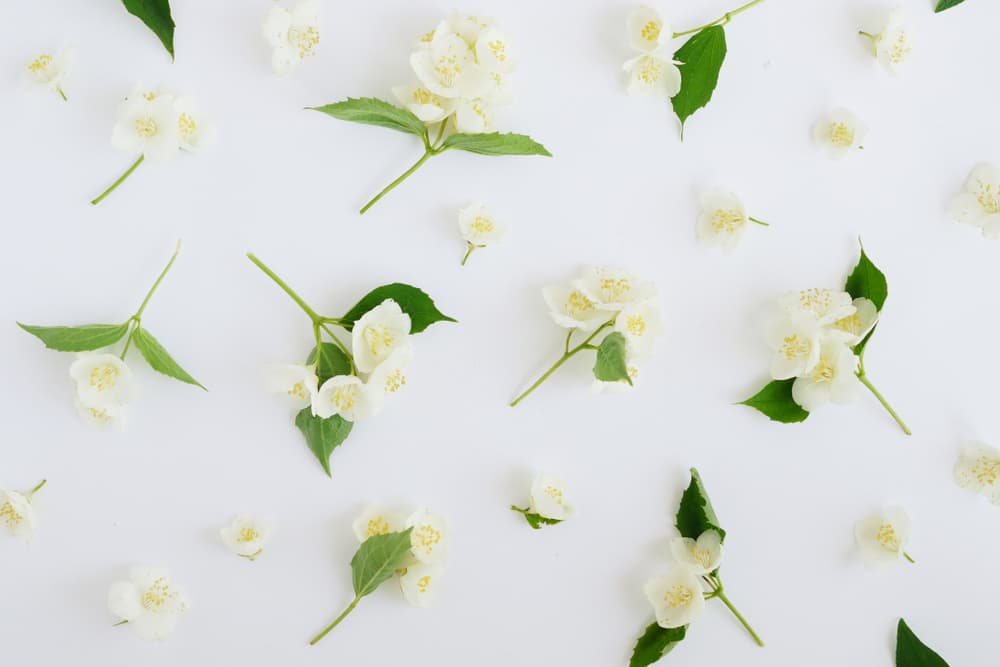 Además de que relacionado a esto está en que es excelente para quemar durante la meditación, aunque por sí sola la fragancia o aceite ya es ideal para promover la relajación, eliminar tensiones y estrés y fungen como un antidepresivo natural.