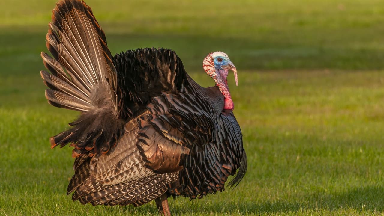 ¿Has visto un pavo? La Comisión de Juego de Pensilvania quiere saber