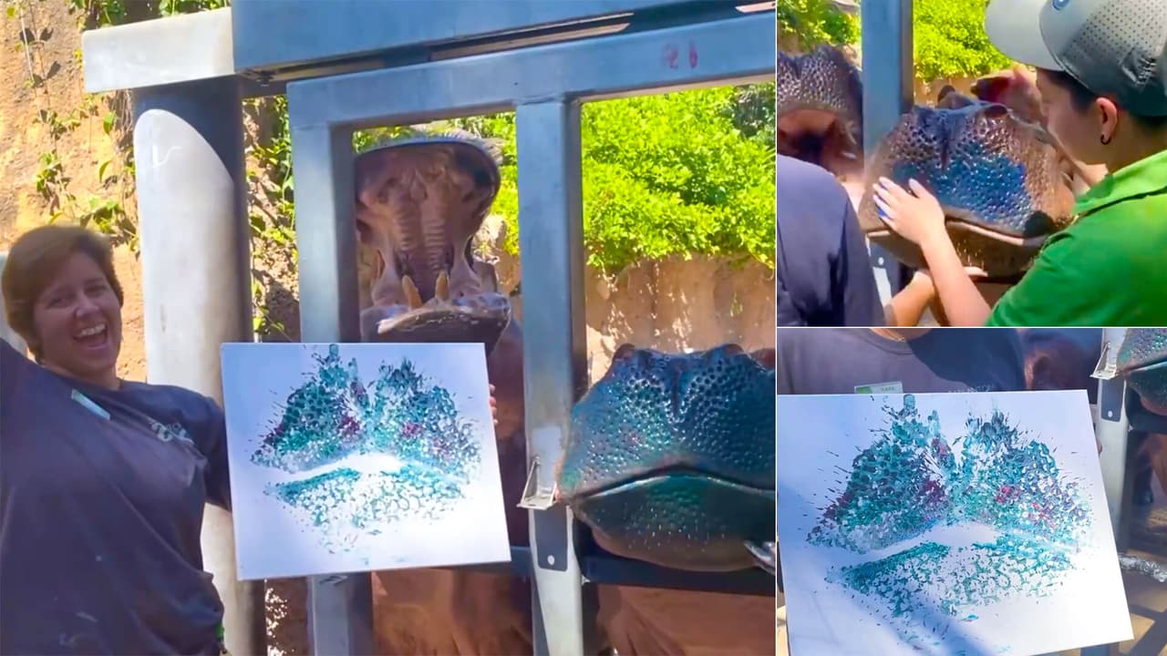 Hipopótamos sorprenden al pintar en zoológico de Texas 