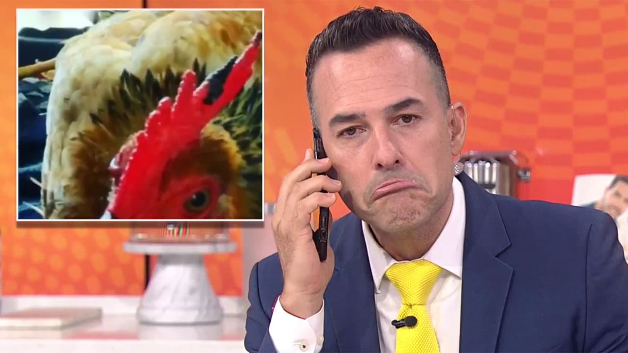 Los accidentes pasan todo el tiempo, y Carlos vivió uno al salir del trabajo en que 
<a href="https://www.univision.com/shows/despierta-america/sobrevivio-el-gallo-que-atropello-carlos-calderon-llamo-en-busca-de-noticias-de-claudio-y-no-fueron-alentadoras-video">un gallo</a> se vio tristemente involucrado.