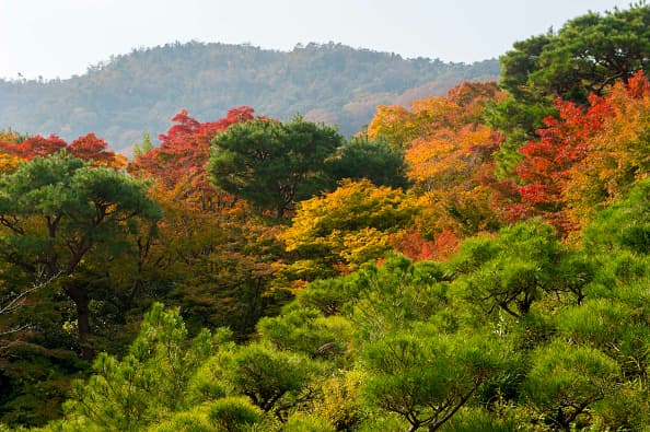 Sin embargo, será a principios de noviembre que se comenzará a teñir de un anaranjado más intenso.