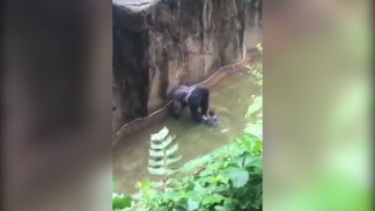 ¿Debía morir el gorila Harambe?