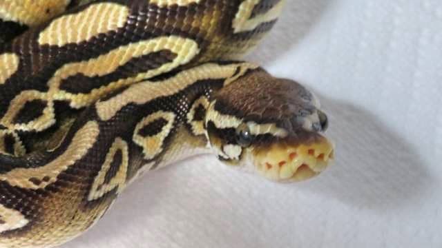 Hallan el cuerpo de una mujer en el estómago de una enorme serpiente pitón