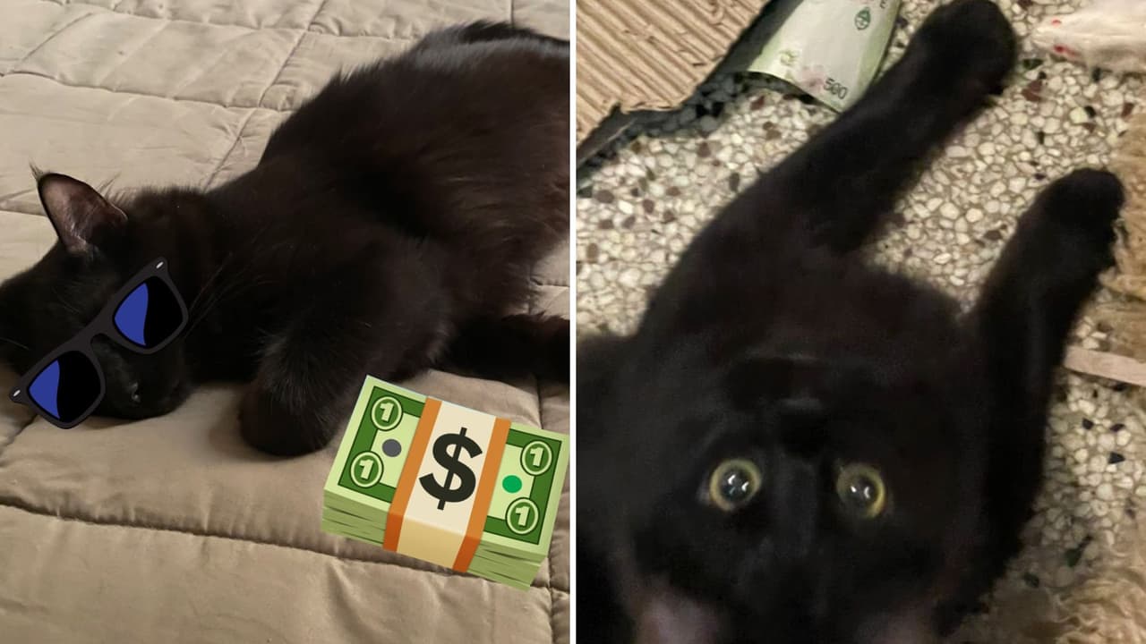 Captan a gatito "ladrón" robando dinero a su vecino: no podrás creer cual es la razón