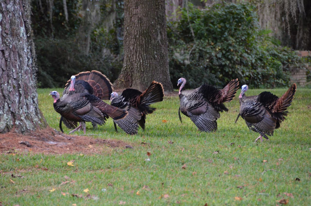 La mayoría de la caza de pavos silvestres en Florida ocurre en primavera y estos pueden volar, a diferencia de la versión doméstica que la mayoría de nosotros tenemos para la cena de Acción de Gracias.