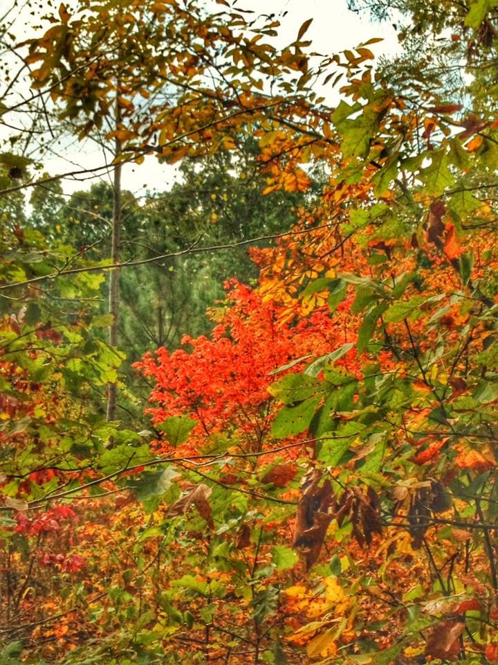 <b><a href="https://gastateparks.org/JamesHFloyd" target="_blank">El parque está en el 2800 de Sloppy Floyd Lake Road, en Summerville. </a></b>