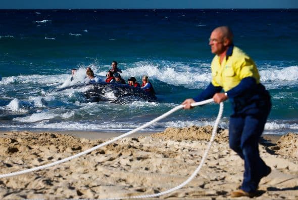 Un gran equipo de autoridades australianas luchó por rescatar a un bebé ballena jorobada que se encontraba en la orilla.