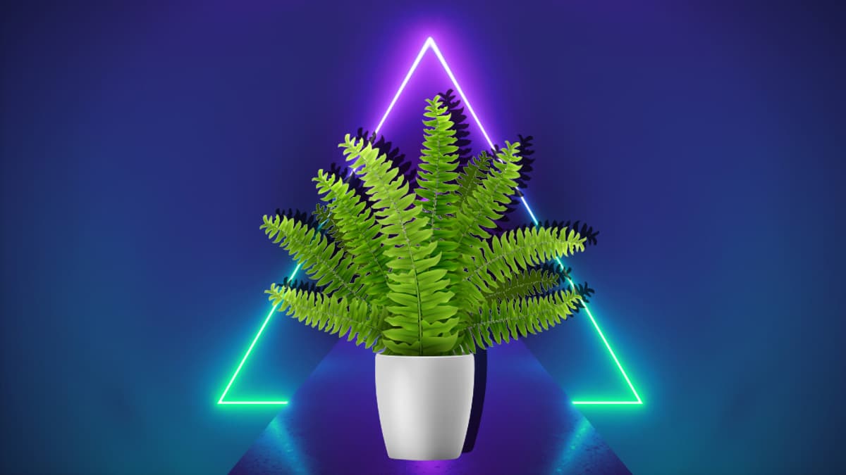 Los helechos son plantas muy comunes en nuestros hogares no sólo porque se ven muy bonitas y dan un toque muy especial a la decoración de toda habitación, sino porque son una gran fuente de oxígeno.